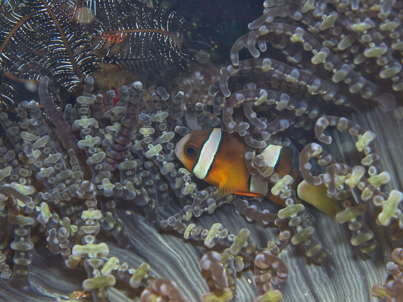 Anemone Fish, Dugon Wall